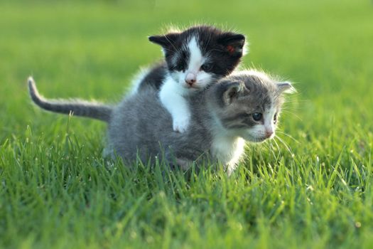 Cute Little Kittens Outdoors in Natural Light