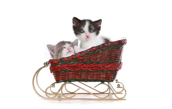 Cute Kittens in a Santa Christmas Sleigh on White  