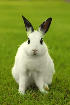 Adorable White Bunny Rabbit Outdoors in Grass