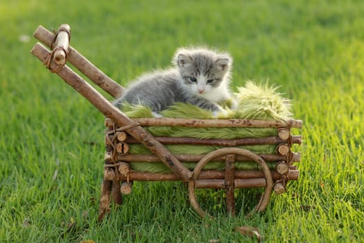 Adorable Baby Kitten Outdoors in Grass