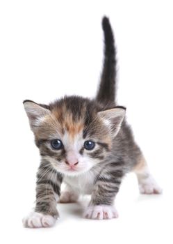 Adorable Kitten on White Background