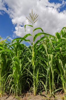 green maize in field