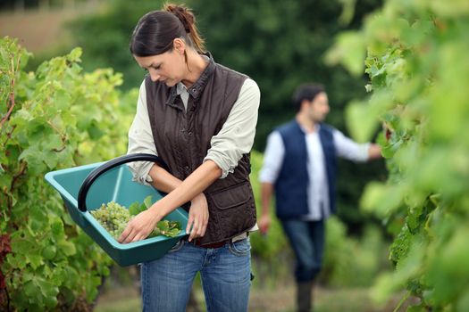 Winegrowers in the vineyard