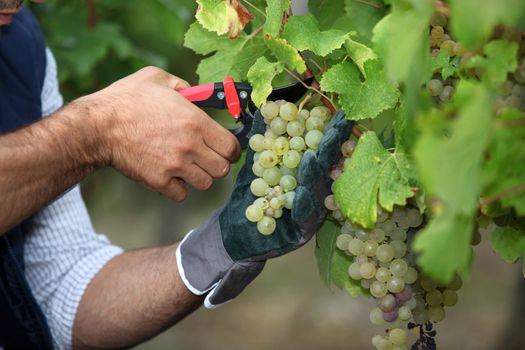 Pruning grapes