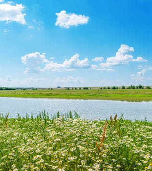 chamomile closeup and green landscape with river and blue sky