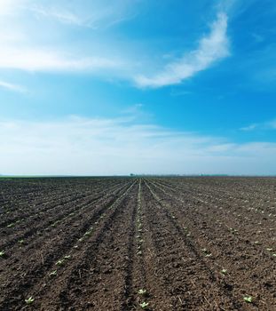 cloudy sky and spring field