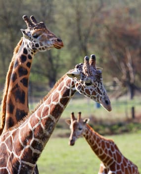 Three giraffes seem like a family with two adults and one youngster with a narrow DOF and resulting soft background