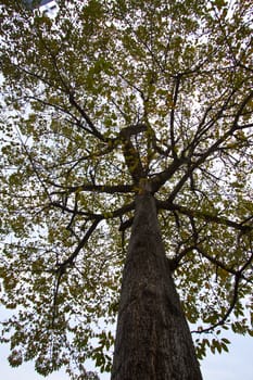 Tree trunk and branches background