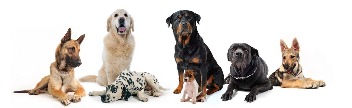 dogs and puppies sitting and lying down on a white background