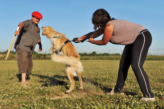 training of a purebred hovawart in an exercice of attack