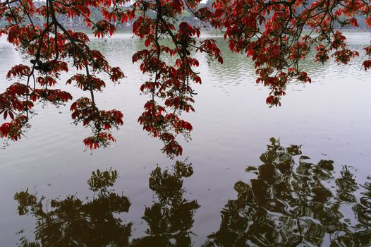 The leaves above the water. Vietnam, Hanoi.