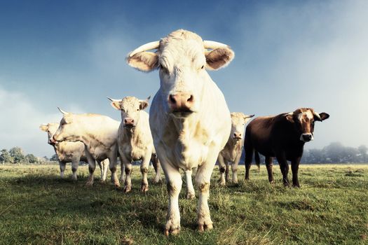 white cows on a farmland in France in autumn