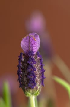 Lavandula