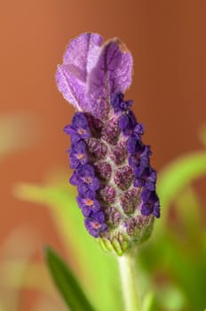 Lavandula