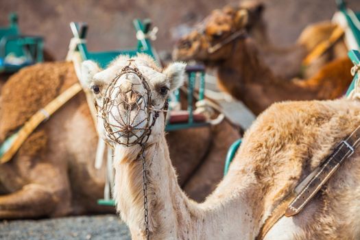 Lanzarote, Canary Islands. Close up camel waiting for tourist at Timanfaya National Park . A volcanic landscape in background .