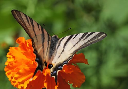 Scarce Swallowtail butterfly on marigold flower