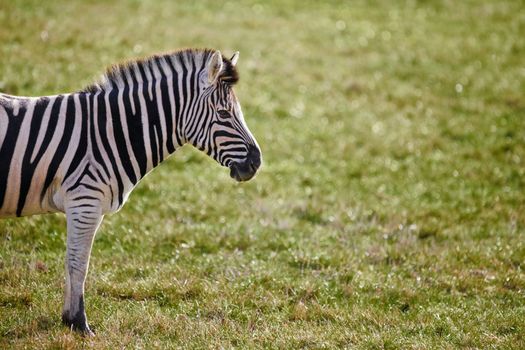 Single lonely Zerbra standing on a green soft focus field