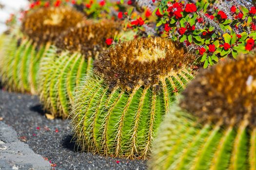 Lot of cactuses in flower garden. Lanzarote, Canary islands, Spaine