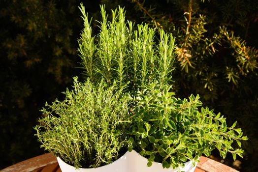A pot with herbs in the garden.  Oregano, thyme and rosemary