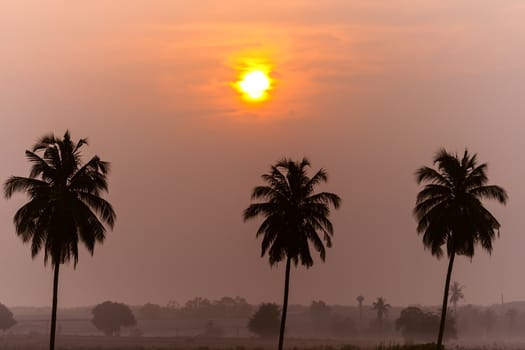 Tree Palm Trees After Dawn. Chonburi Province, Thailand.