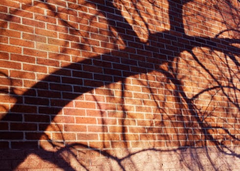 Shadow of a curved tree trunk on a red brick wall