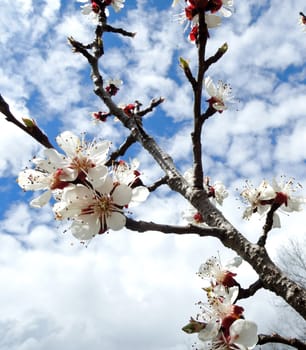 Cherry tree with flowers