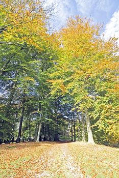 Fall in the Netherlands