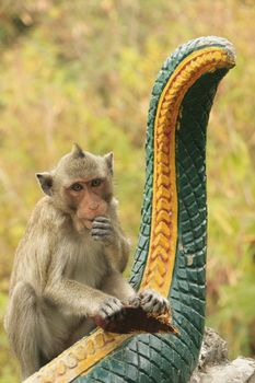 Long-tailed macaque playing at Phnom Sampeau, Battambang, Cambodia, Southeast Asia