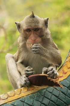 Long-tailed macaque playing at Phnom Sampeau, Battambang, Cambodia, Southeast Asia