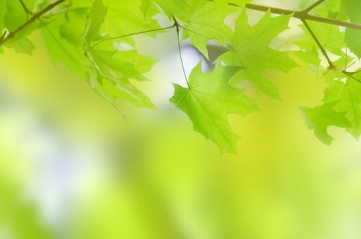 green summer leaves with a blur background