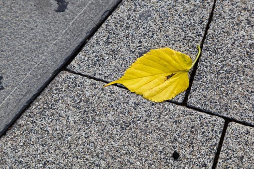 Single Yellow Leave on Tiled Granite Floor in Genoa, Italy