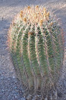 Cactus in the Desert