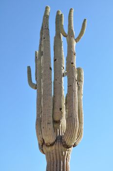 Cactus in the Desert