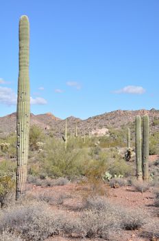 Cactus in the Desert