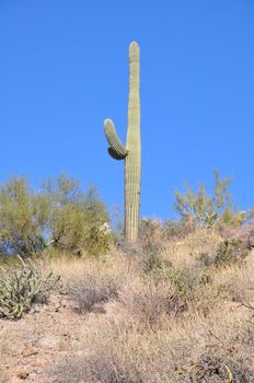 Cactus in the Desert