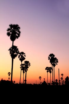 Silhouette palm trees at sunset