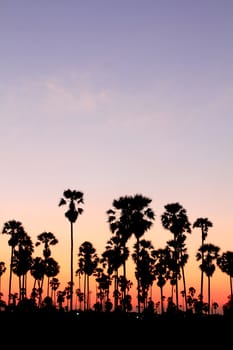 Silhouette palm trees at sunset