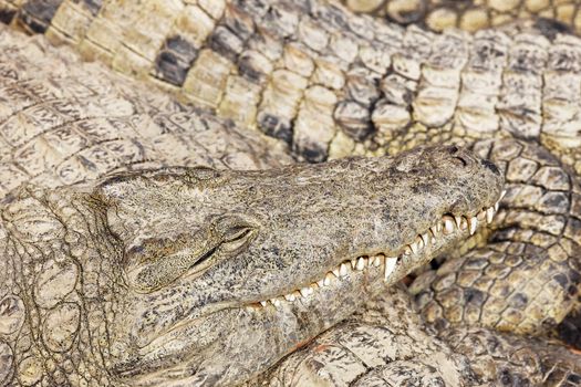 Crocodile with head above other crocodiles sleeping