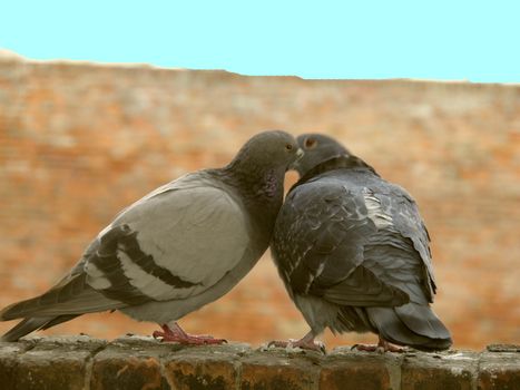 a couple of pigeons in love kissing each other