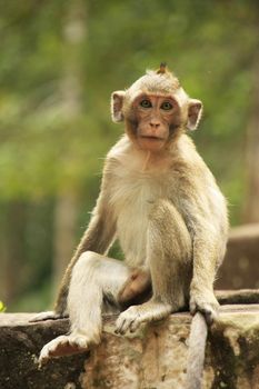 Long-tailed macaque