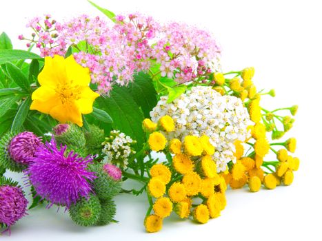 a bouquet of wildflowers,  on white background