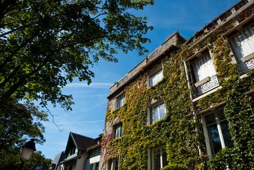 bottom view of a building covered with Creeper Plant