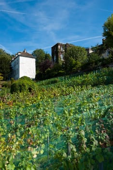 vineyard in the outskirts of Paris, France