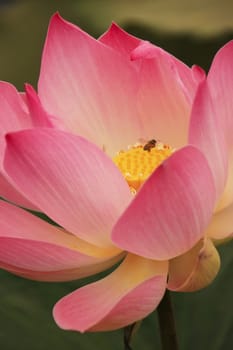 Close up of lotus flower