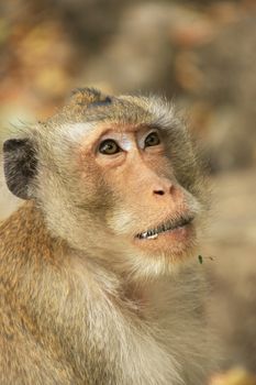 Portrait of long-tailed macaque 