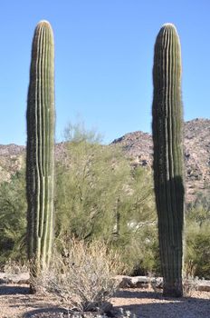 Cactus in the Desert