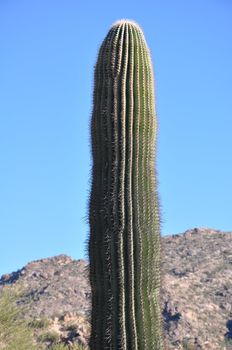 Cactus in the Desert