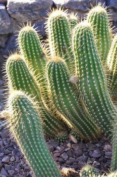 Cactus in the Desert