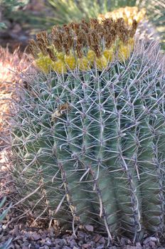 Cactus in the Desert