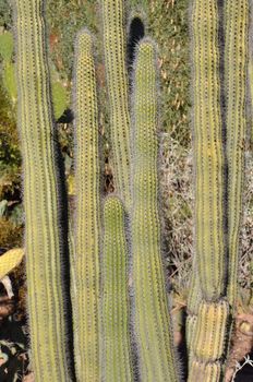 Cactus in the Desert